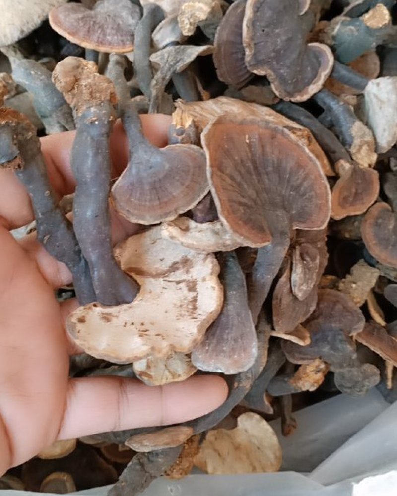 野生竹灵芝