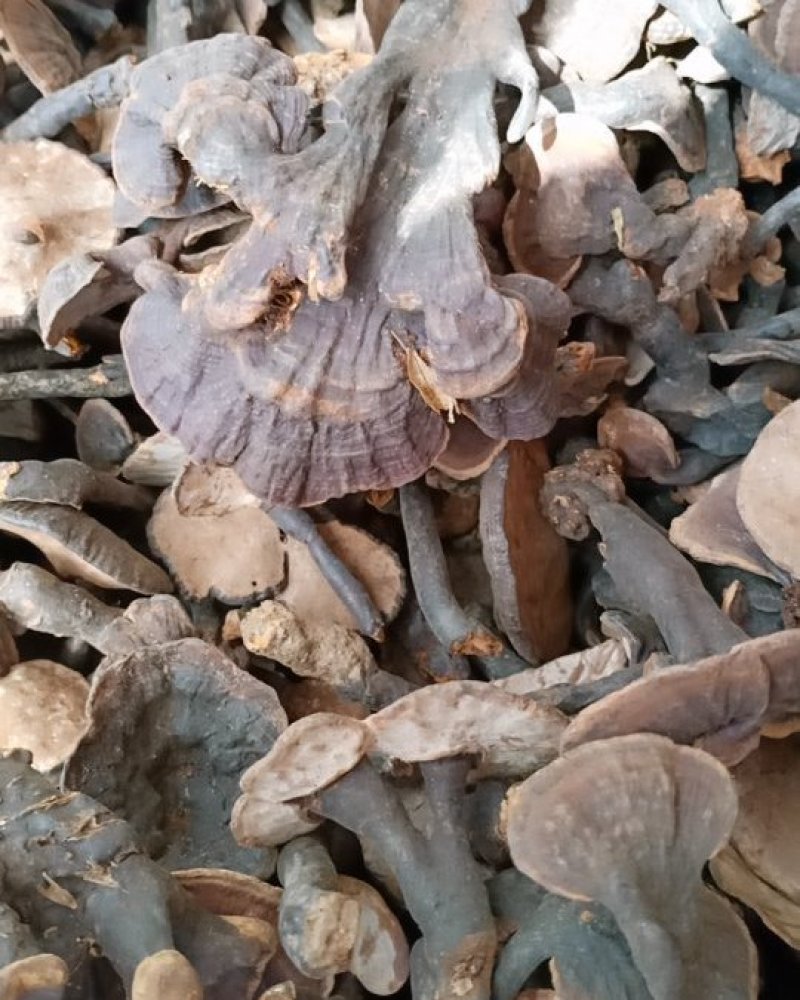 野生竹灵芝