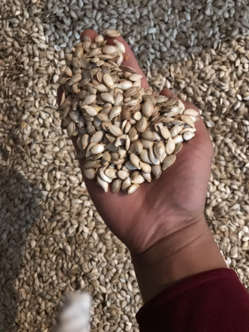 蜜本南瓜籽籽饱满均匀一手货源量大从优商超品质