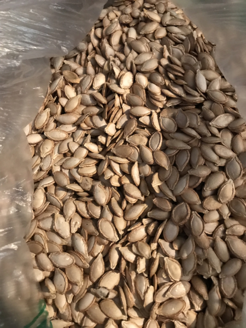 蜜本南瓜籽籽饱满均匀一手货源量大从优商超品质