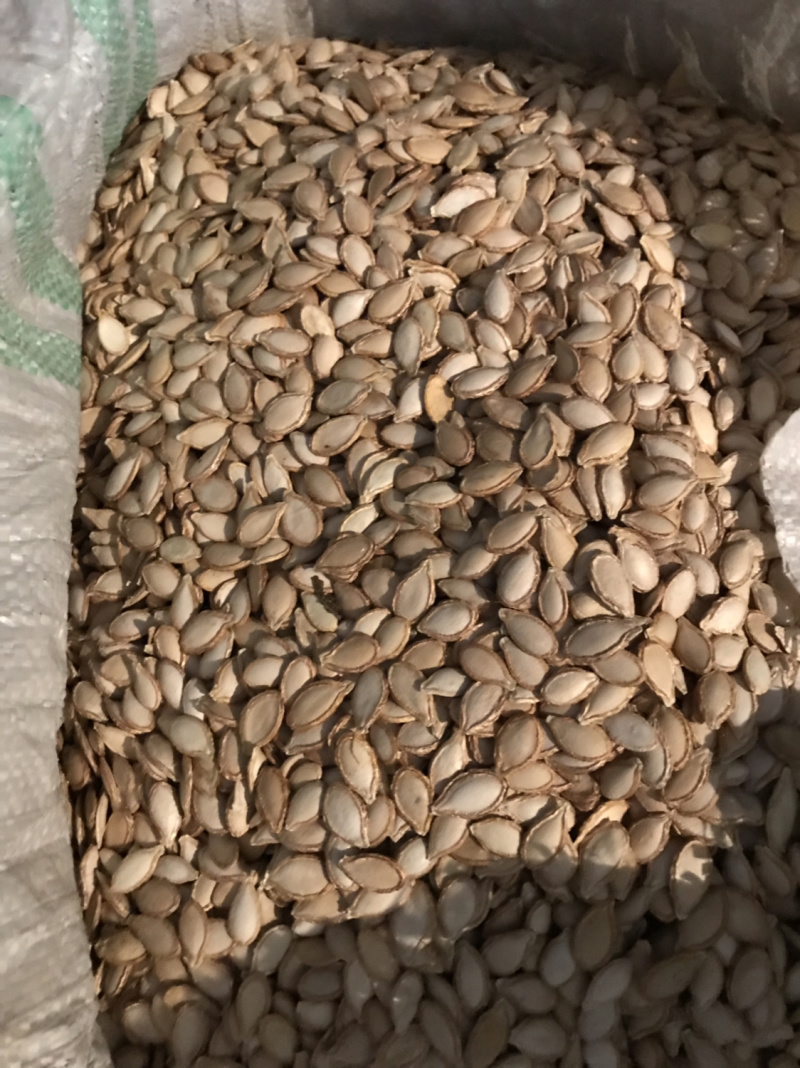 蜜本南瓜籽籽饱满均匀一手货源量大从优商超品质