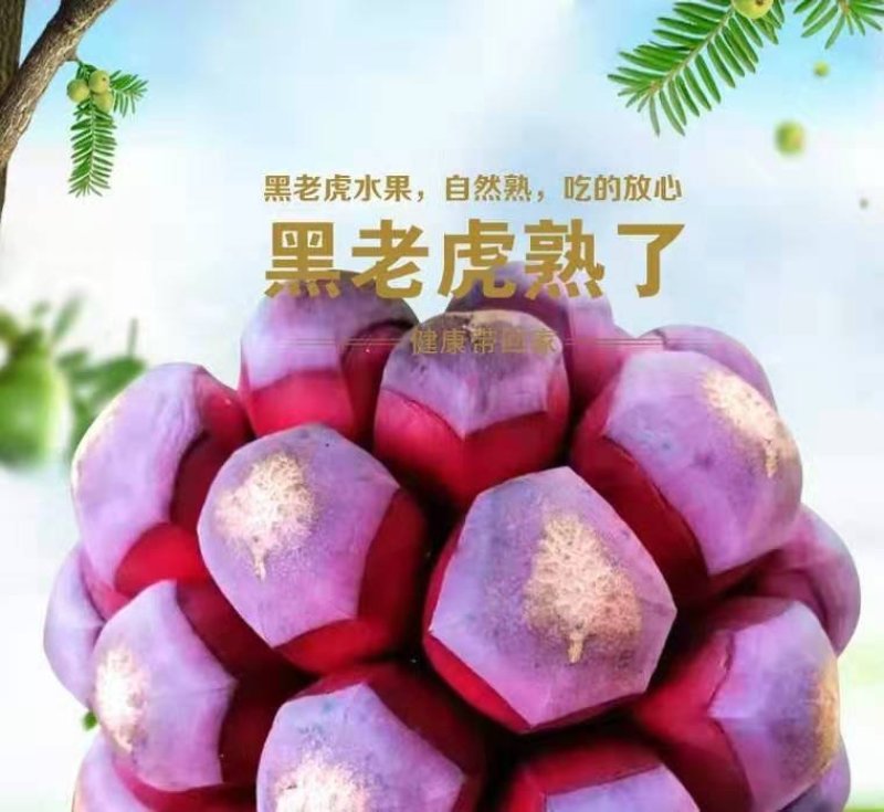 【真正无籽】黑老虎苗布福娜苗中国黑老虎合作社可分期付款