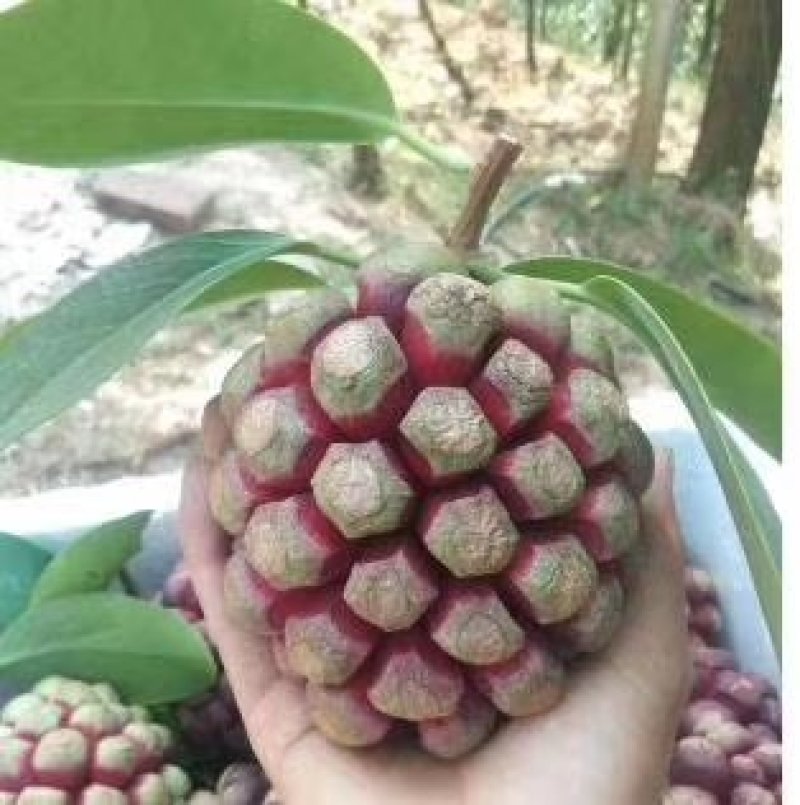 【真正无籽】黑老虎苗布福娜苗中国黑老虎合作社可分期付款