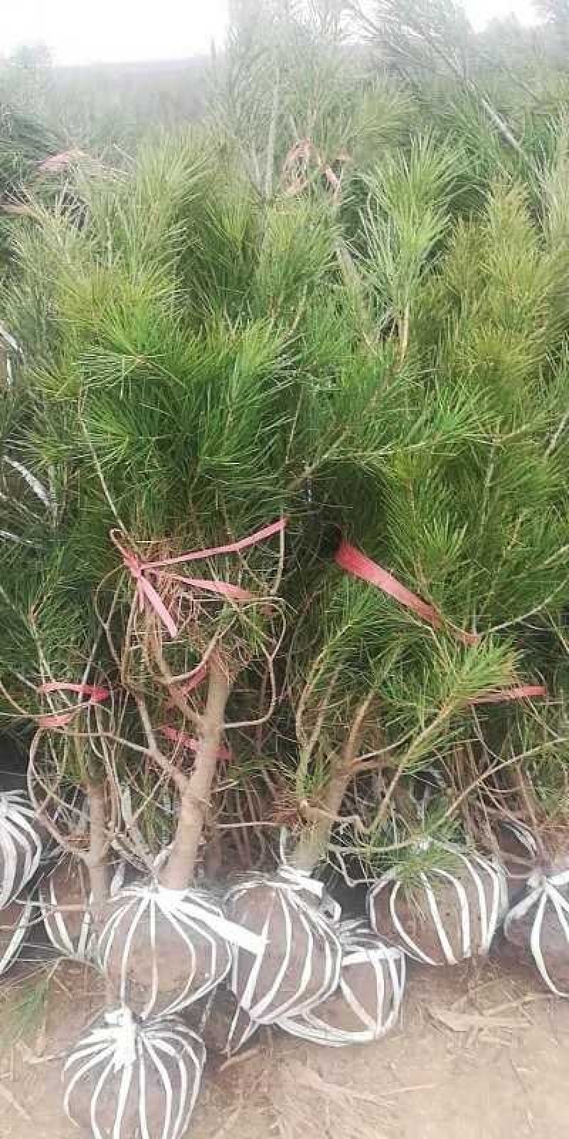 优质白皮松苗绿化优选四季常青苗圃直销