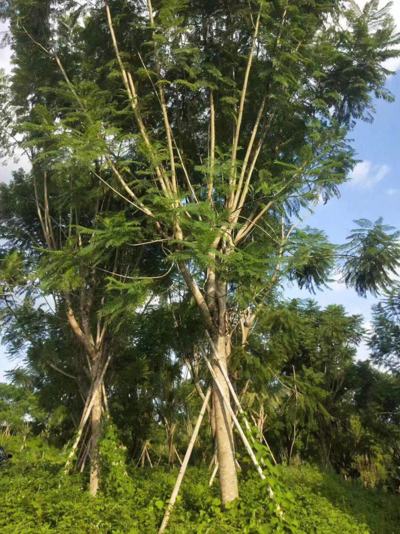 篮花楹地苗移植精品全冠