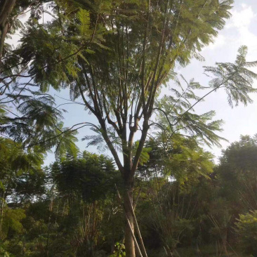 篮花楹地苗移植精品全冠