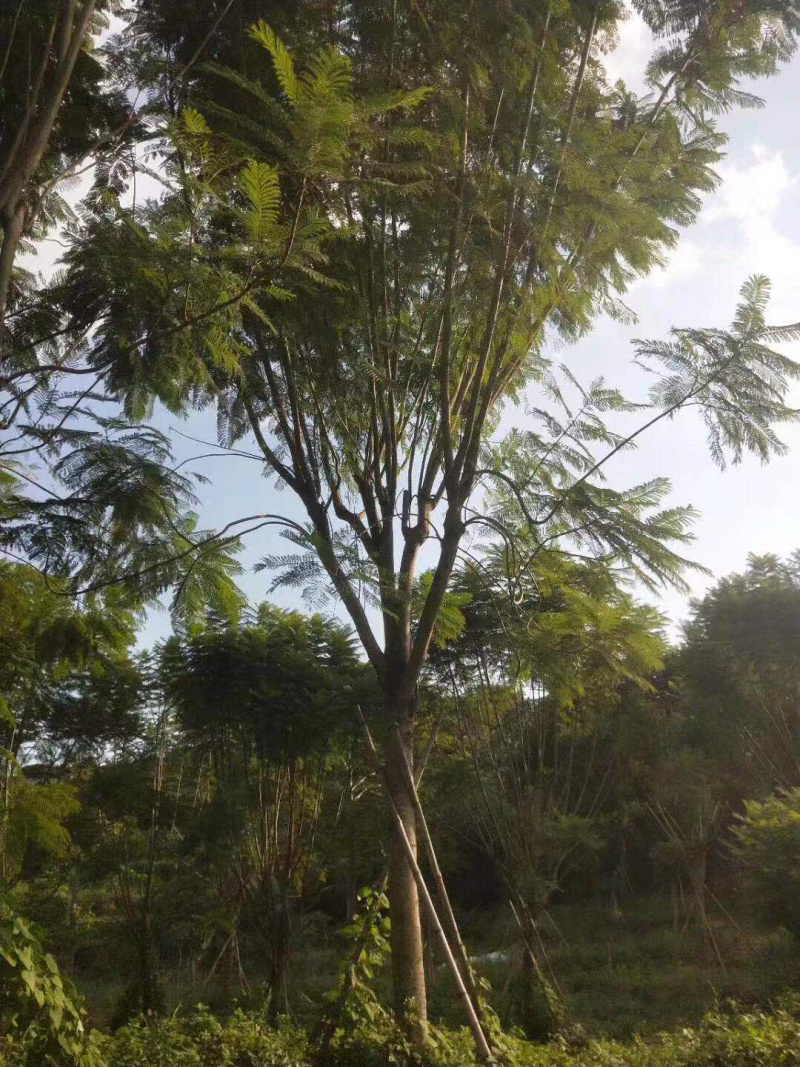 篮花楹地苗移植精品全冠