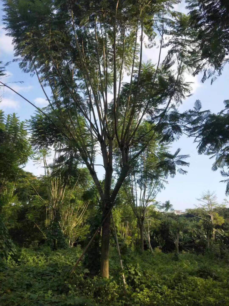 篮花楹地苗移植精品全冠