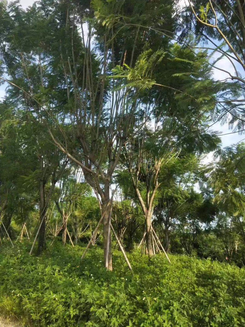 篮花楹地苗移植精品全冠