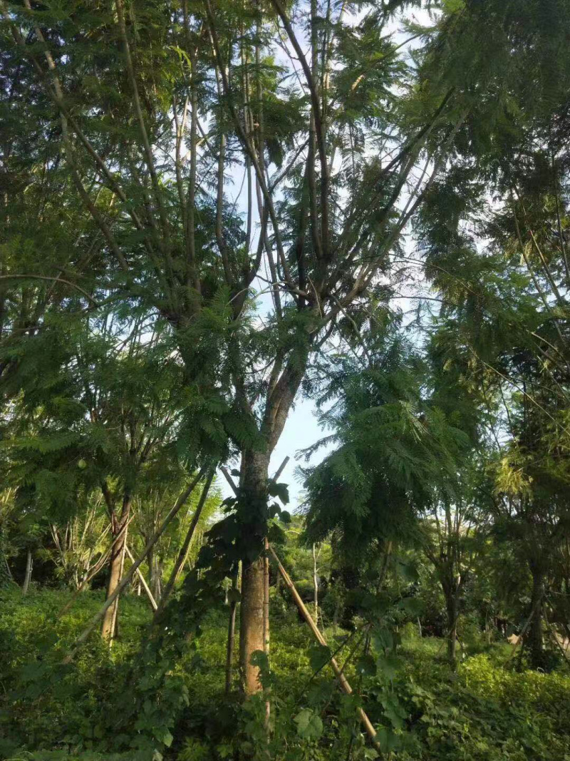 篮花楹地苗移植精品全冠