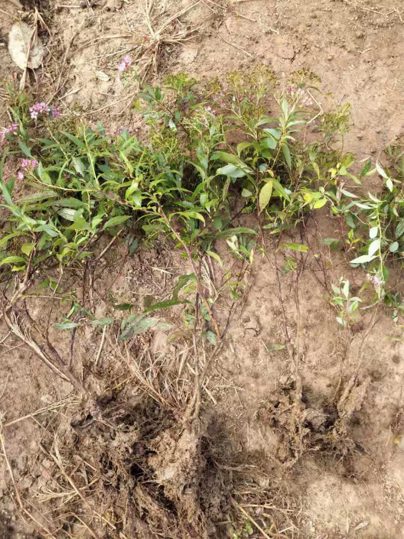 红王子锦带基地直销低价处理欢迎前来考察
