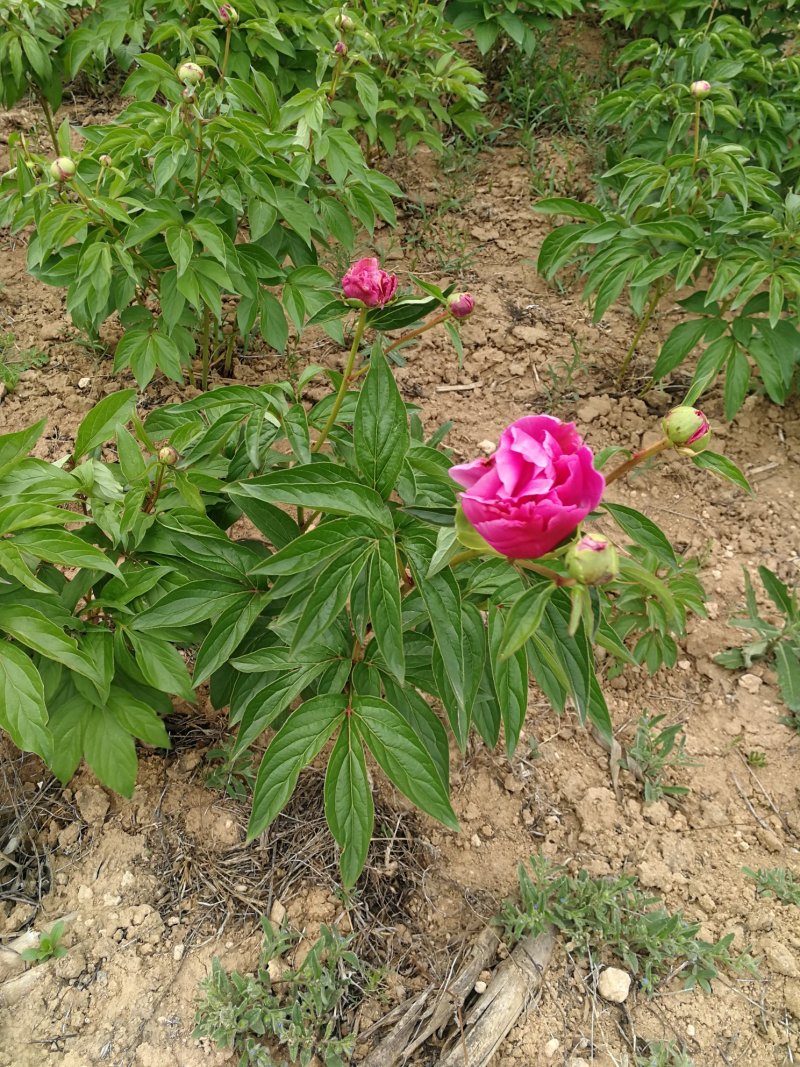 2年白芍苗，3年白芍苗，芍药苗基地批发价，量大优惠