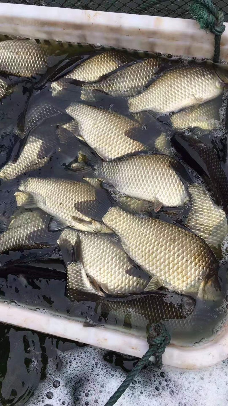 水库淡水养殖成品鲫鱼批发