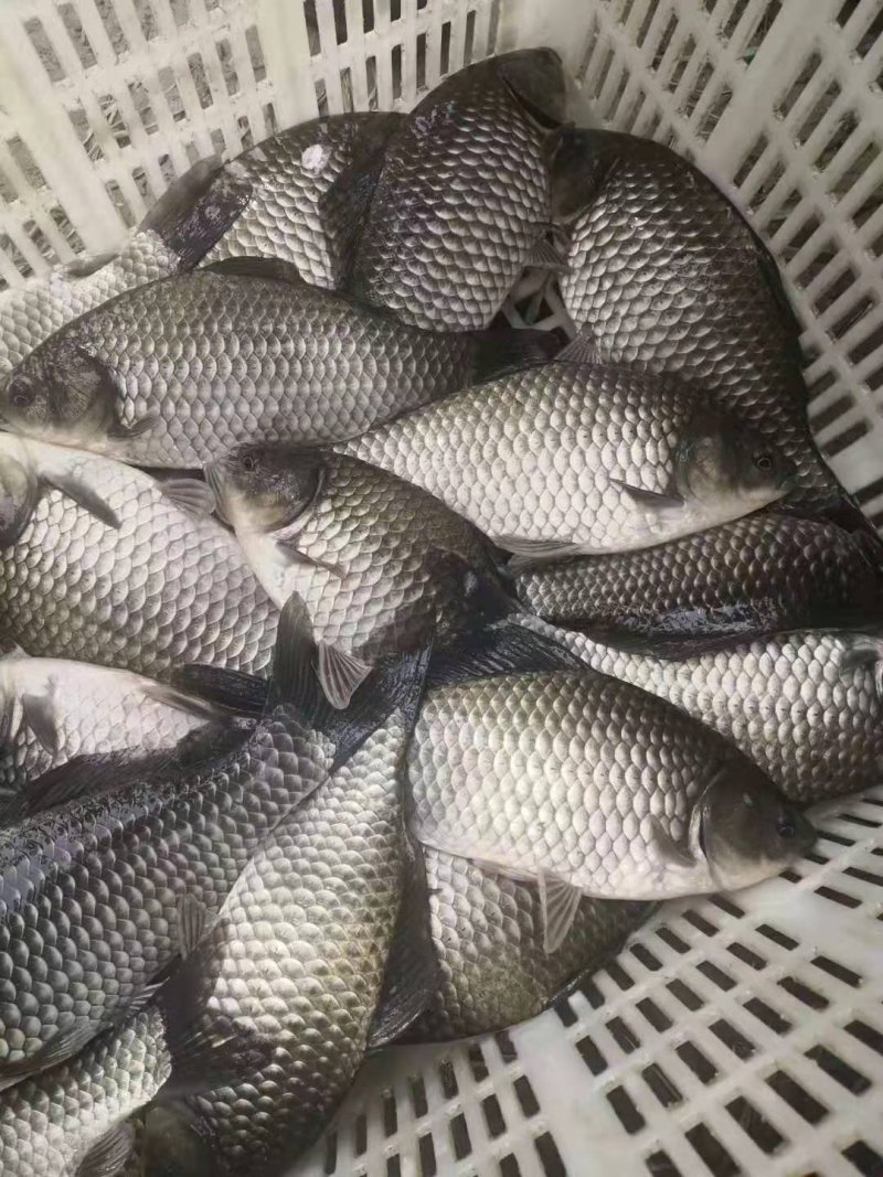 水库淡水养殖成品鲫鱼批发