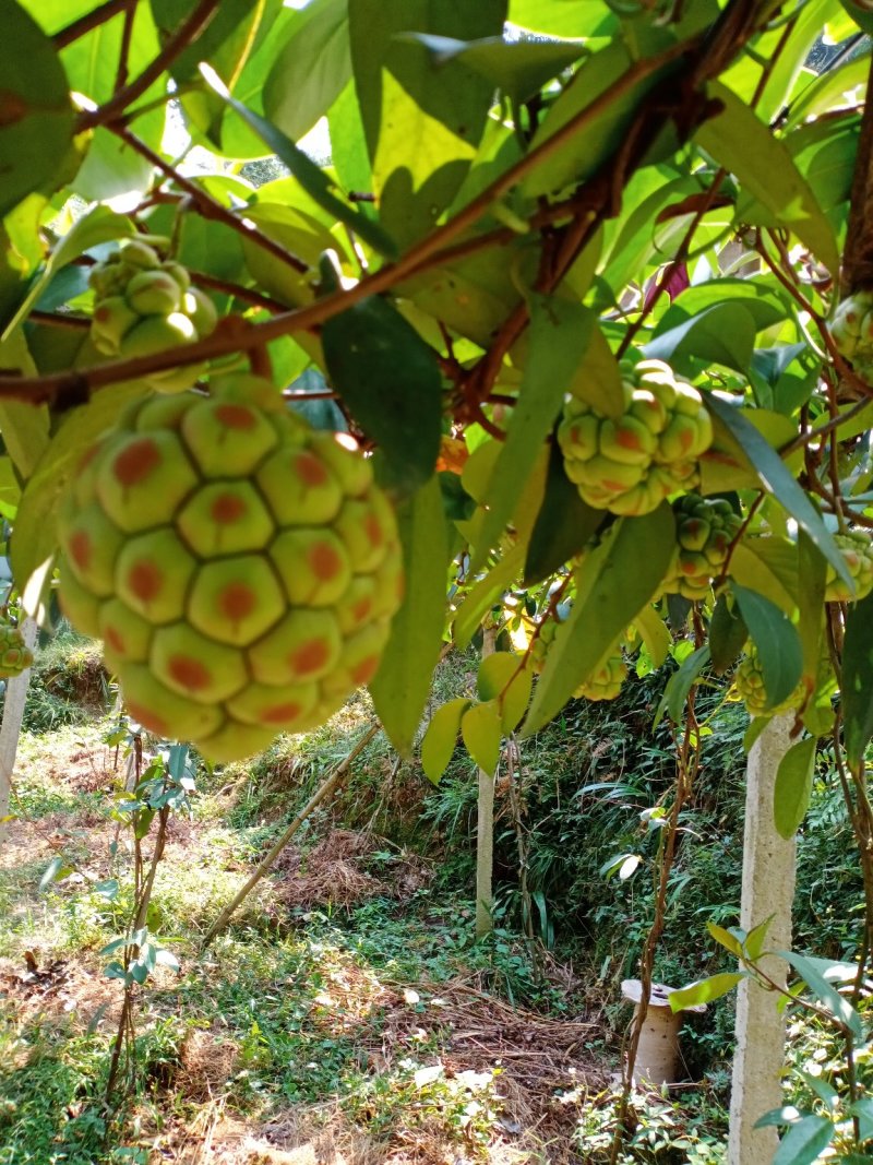 给老虎果