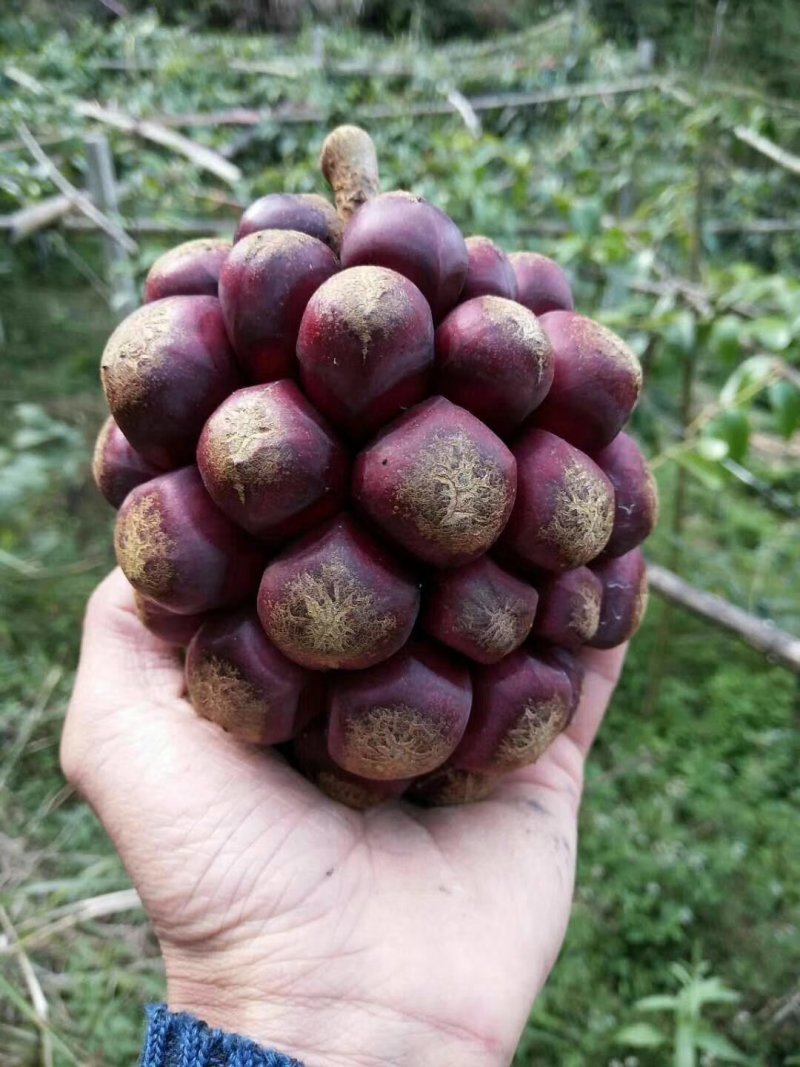 给老虎果