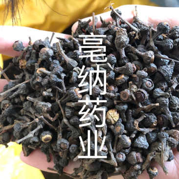 香料大全桂子特级肉桂籽调味料1公斤起批