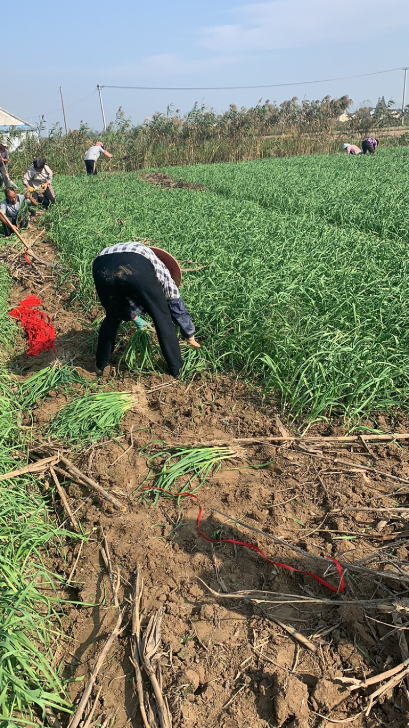 红根蒜苗*江苏盐城蒜苗产地发货*上货快*品质保证