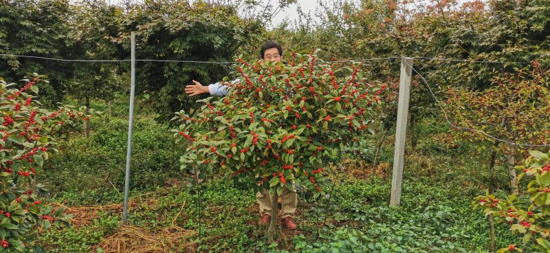 北美冬青苗绿化工程各种规格各种大小苗，适应性强抗严寒