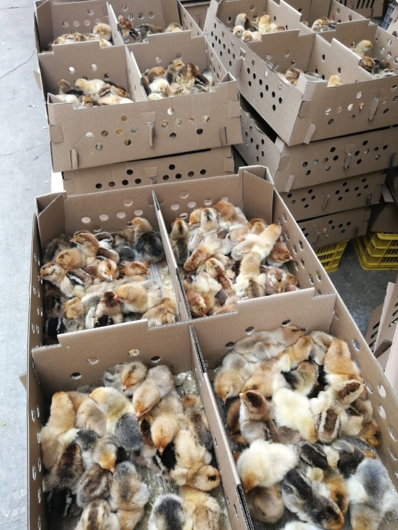 k9鸡苗，出壳苗，已打好疫苗
