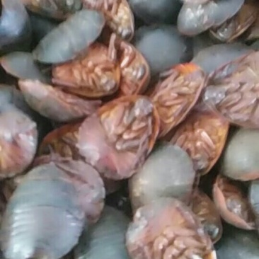 土元