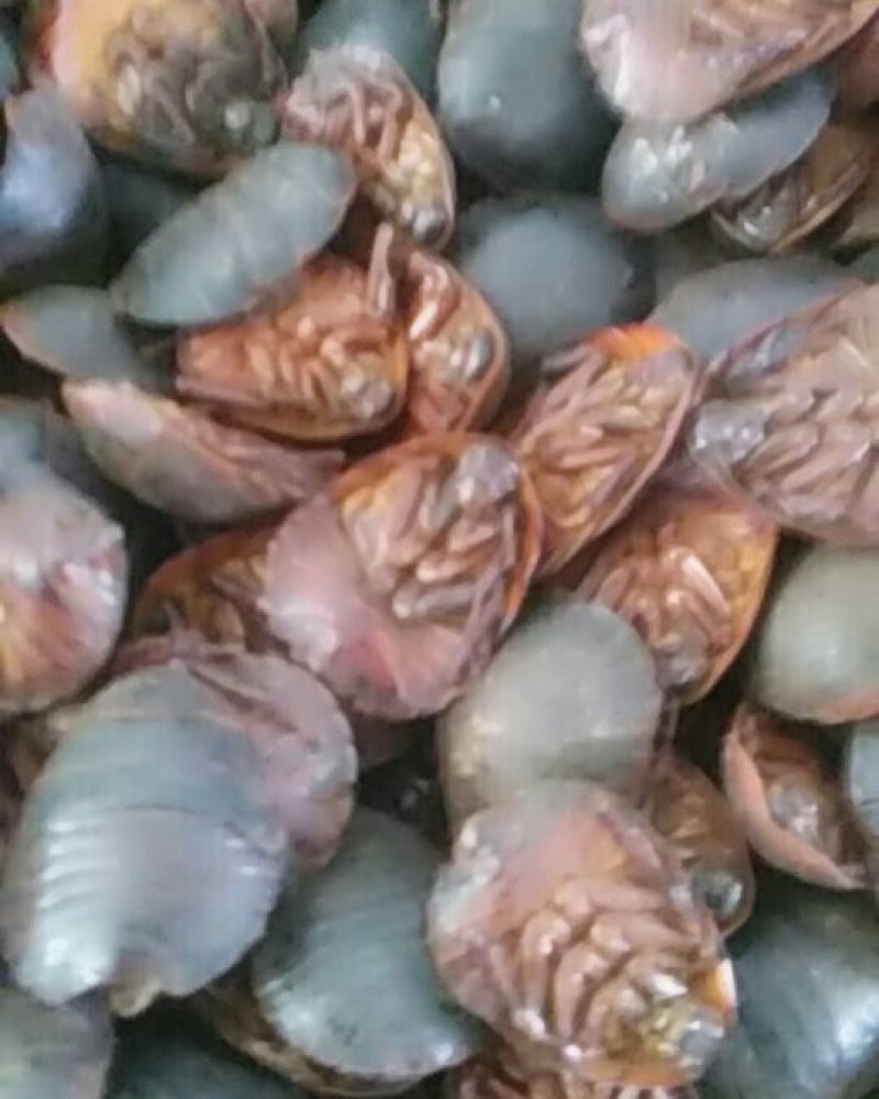 土元