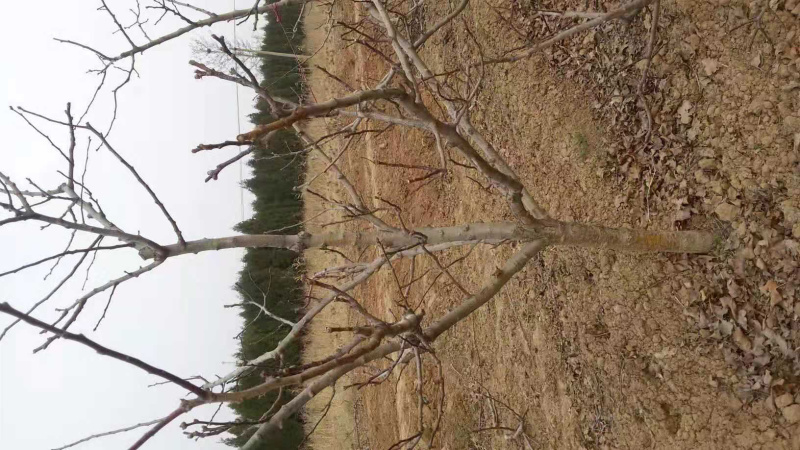 山西运城大果山楂苗根系发达成活率高欢迎进店选购