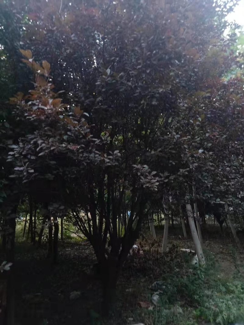 紫叶李6-20公分自然冠幅精品供应