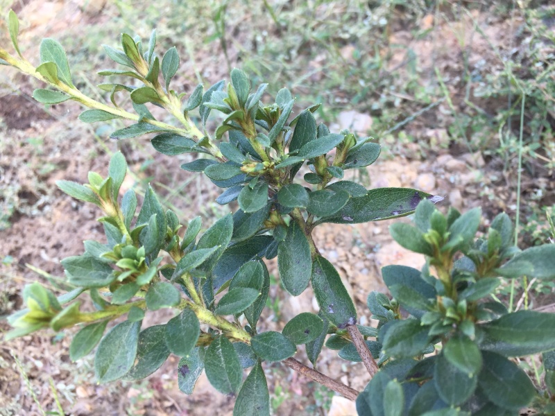 杜鹃苗黄红白紫，纯大别山野生