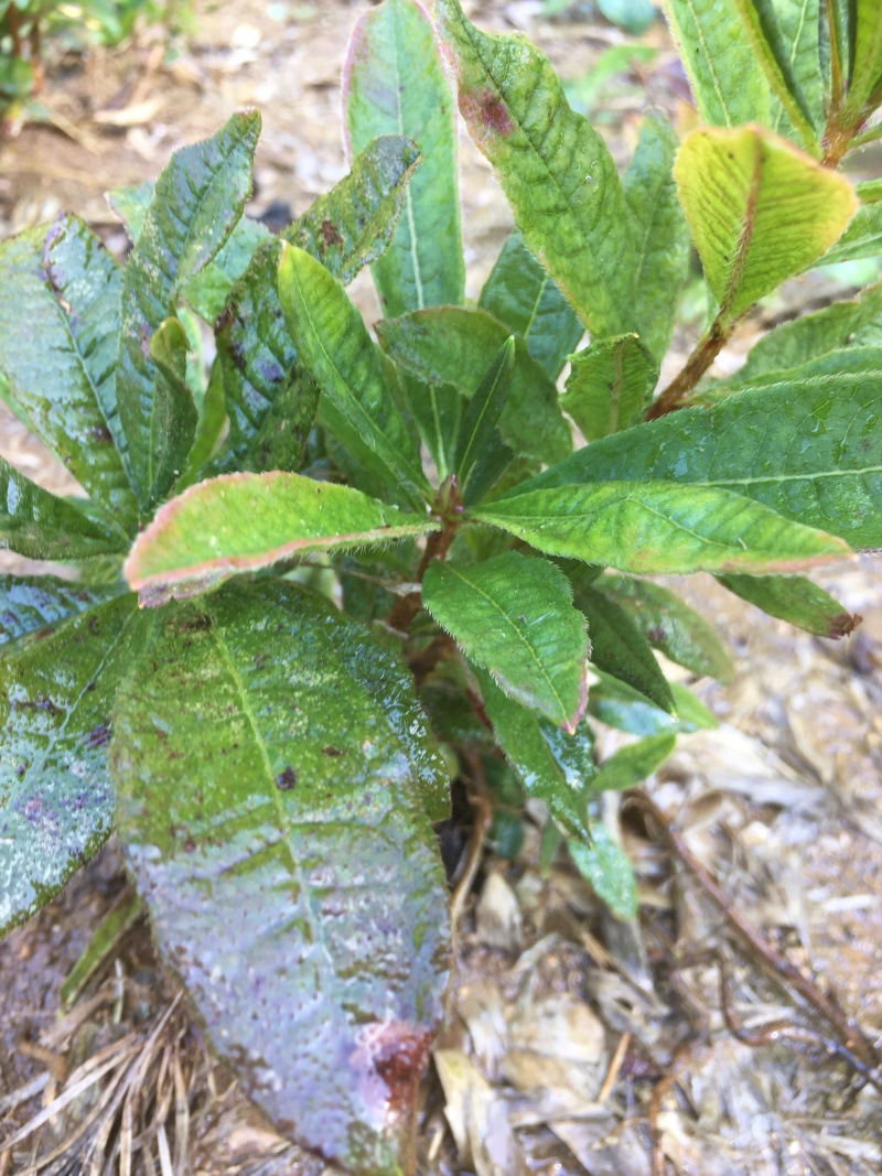 杜鹃苗黄红白紫，纯大别山野生