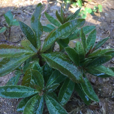 杜鹃苗黄红白紫，纯大别山野生
