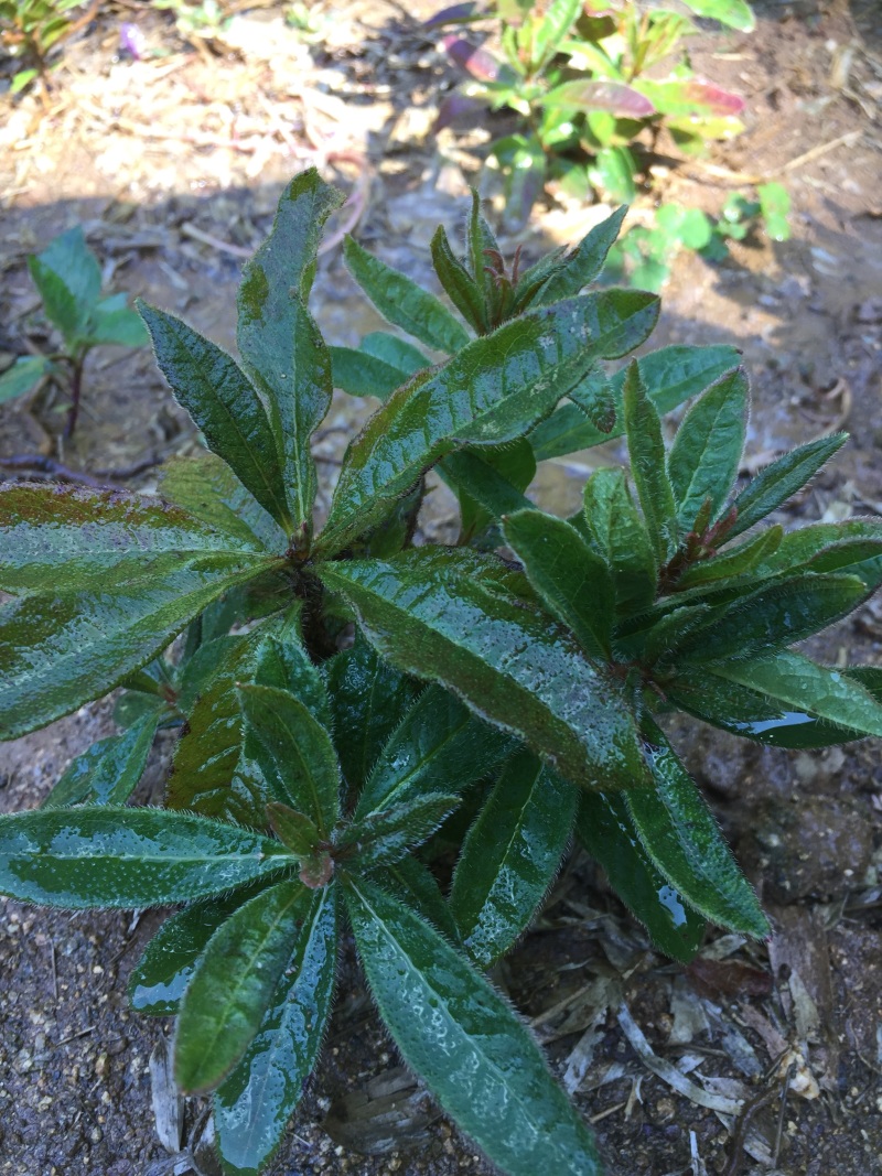杜鹃苗黄红白紫，纯大别山野生