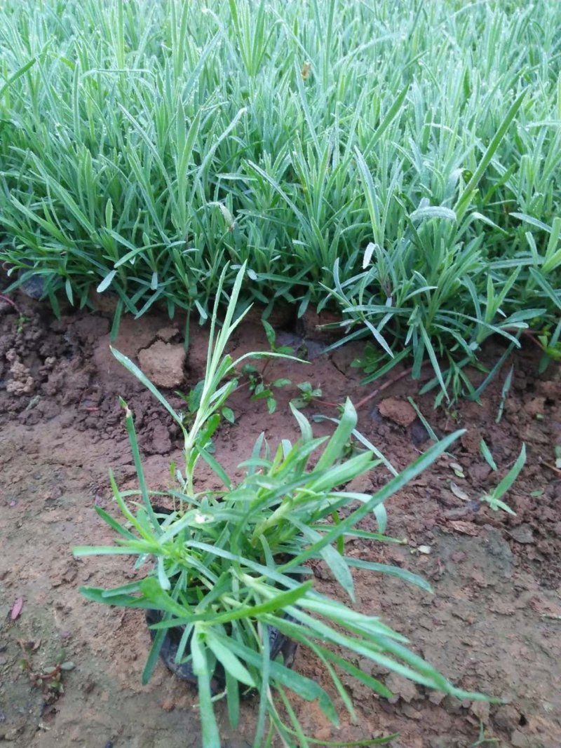 地被石竹常夏石竹质量保证欢迎选购