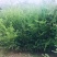 红豆杉2--20公分单杆出售各种