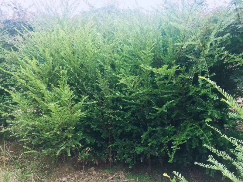 红豆杉2--20公分单杆出售各种