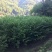 红豆杉2--20公分单杆出售各种