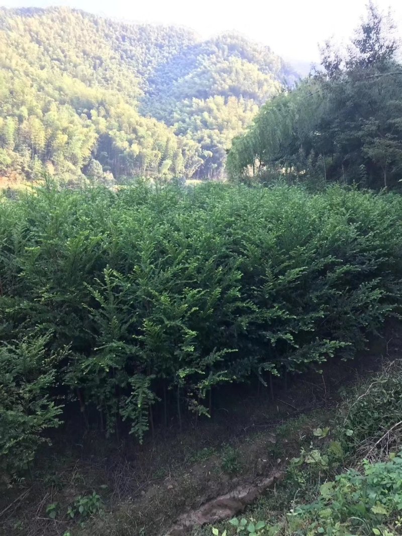 红豆杉2--20公分单杆出售各种