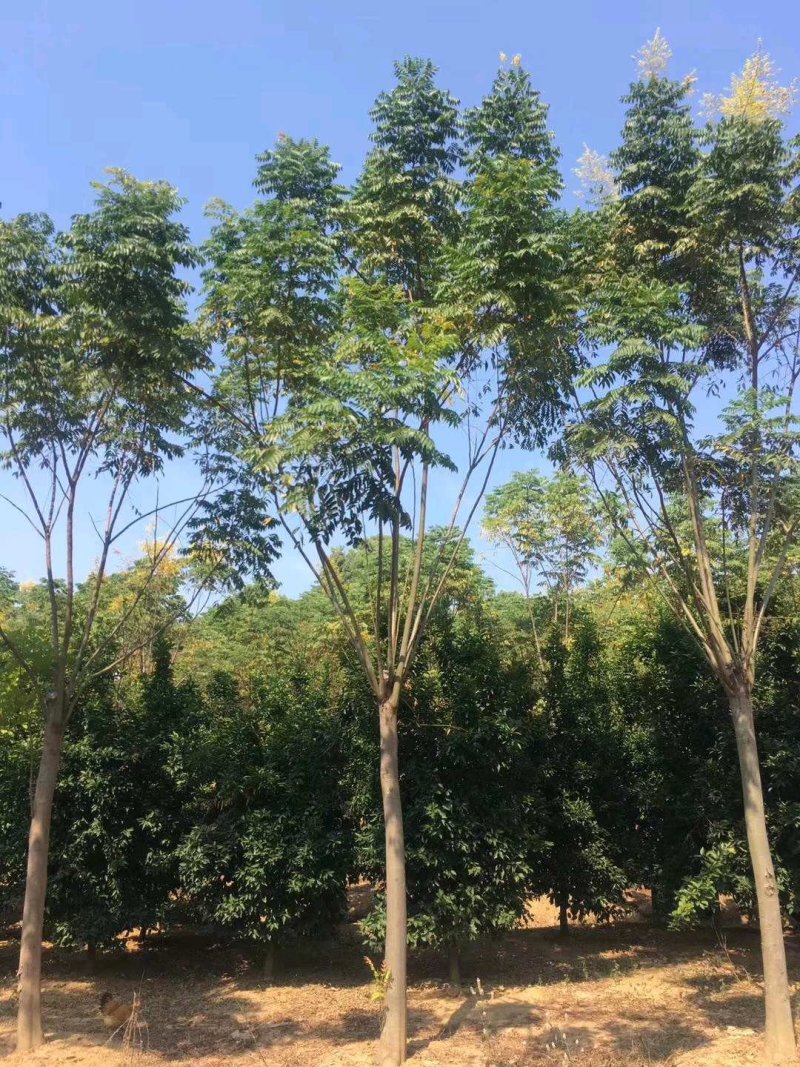 栾树苗圃直供批发当天起苗专车效率高质量有保证