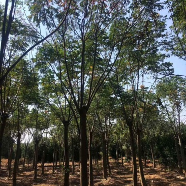 栾树苗圃直供批发当天起苗专车效率高质量有保证