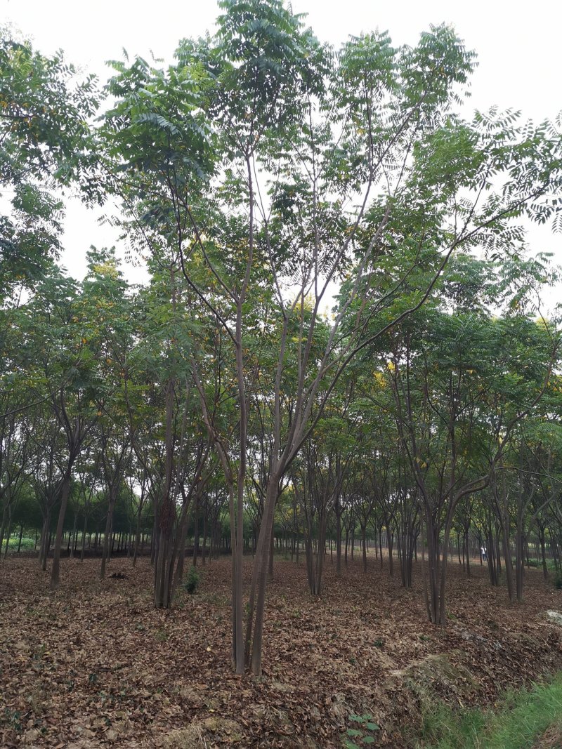 丛生栾树自家苗圃货源直供批发湖南益阳绿青苗木
