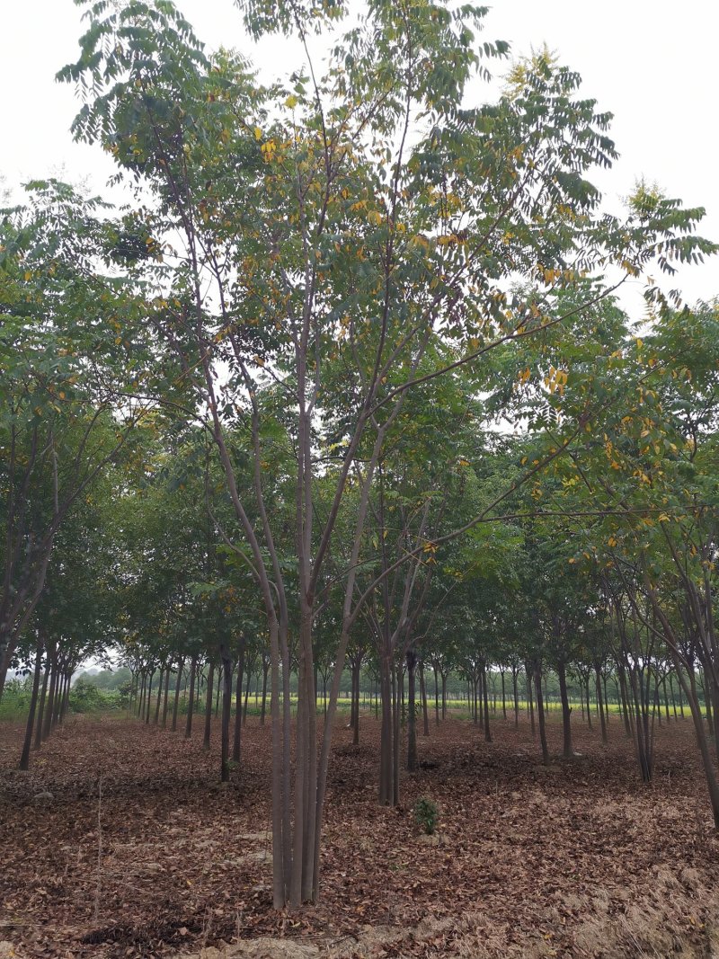 丛生栾树自家苗圃货源直供批发湖南益阳绿青苗木
