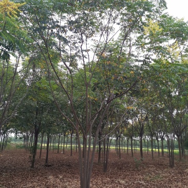 丛生栾树自家苗圃货源直供批发湖南益阳绿青苗木