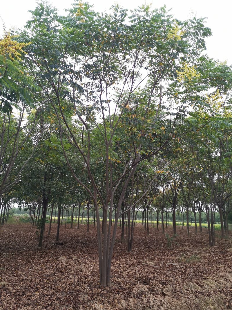 丛生栾树自家苗圃货源直供批发湖南益阳绿青苗木