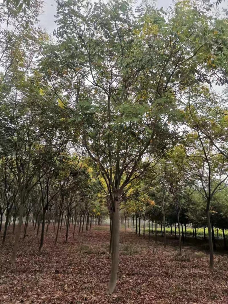 全冠栾树移植苗圃货当天起苗上货速度快
