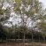 全冠栾树移植苗圃货当天起苗上货速度快