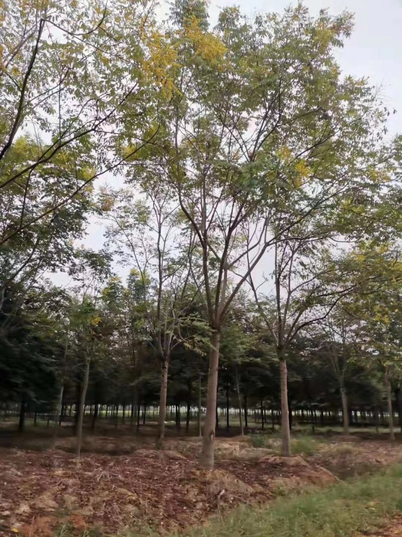 全冠栾树移植苗圃货当天起苗上货速度快