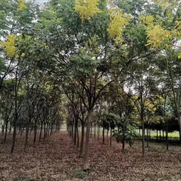 全冠栾树移植苗圃货当天起苗上货速度快
