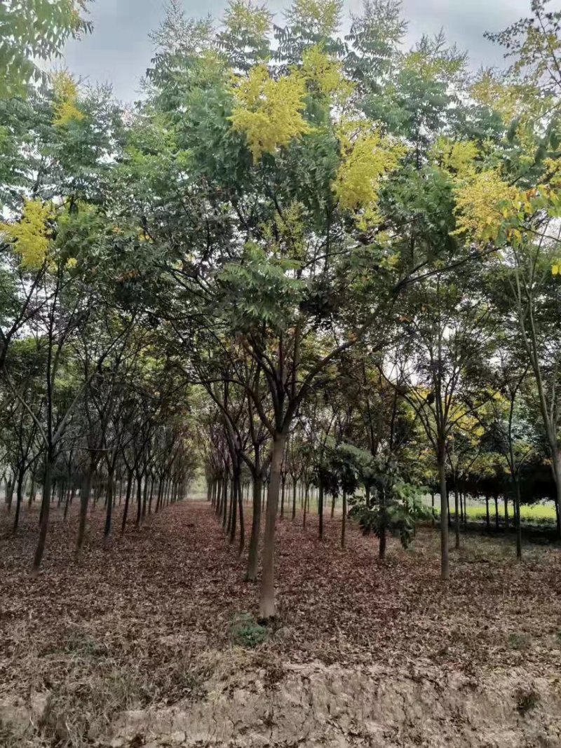 全冠栾树移植苗圃货当天起苗上货速度快