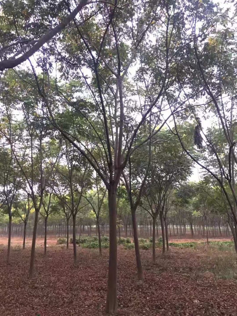 全冠栾树移植苗圃货当天起苗上货速度快