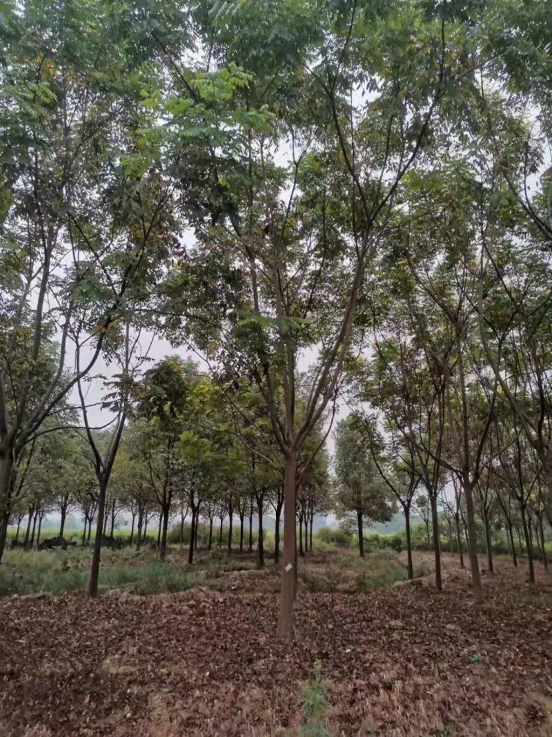 全冠栾树移植苗圃货当天起苗上货速度快